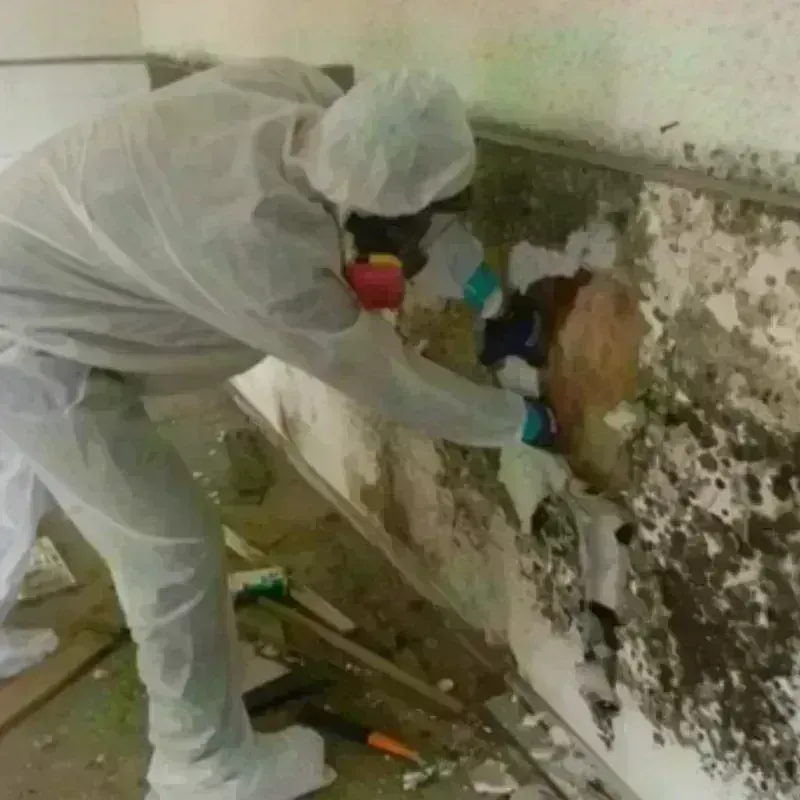 Mold Remediation and Removal in Woodbridge, CA